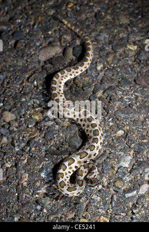 Desert Massasauga Rattlesnake (sistrurus Catenatus Edwardsi Stock Photo 