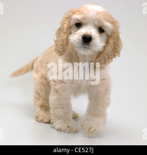 An American Cocker Spaniel puppy standing Stock Photo