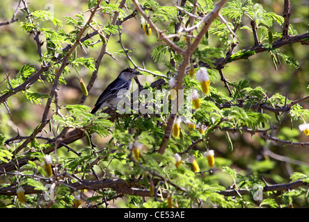 Black backed puffback perching in Kalahari Christmas tree Stock Photo