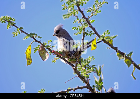 White backed mousebird in tree in Namibia Stock Photo