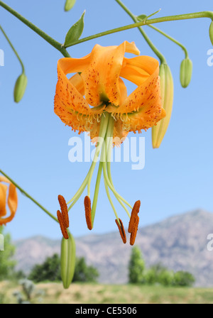 beautiful unique orange Henry's lily flower against sky and mountains Stock Photo