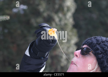 Person stretching maple taffy from the stick to her mouth Stock Photo