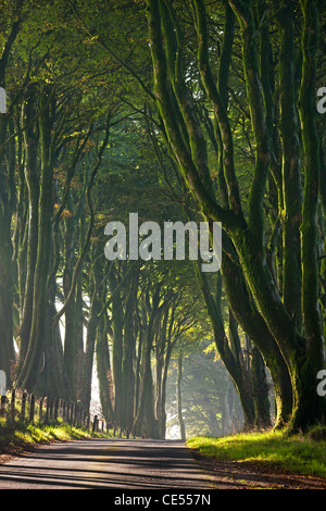 Majestic tree lined lane on a misty morning in Dartmoor, Devon, England. Autumn (October) 2011. Stock Photo