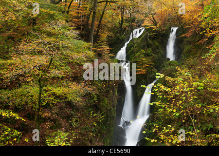 Stock Ghyll Force waterfall surrounded by autumn foliage, Ambleside, Lake District, Cumbria, England. Autumn (November) 2011. Stock Photo