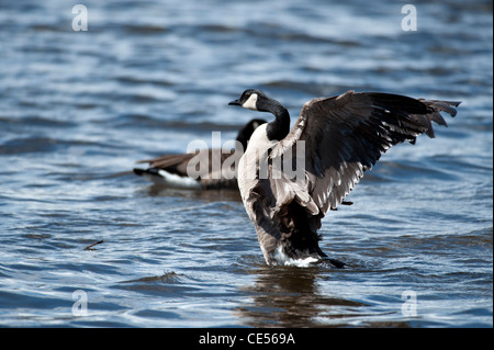 Canada goose in the lake Stock Photo