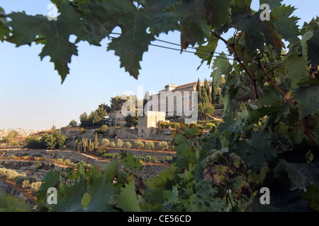 Vineyard of the Cremisan Winery operated and managed by the Salesian Don Bosco Congregation. Beit Jala near Bethlehem, Palestine Stock Photo