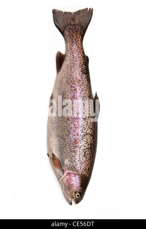 Whole rainbow trout fish, isolated on a white studio background. Stock Photo