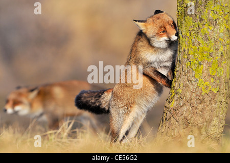 Red fox (Vulpes vulpes) smelling scent mark on tree trunk at border of territory Stock Photo