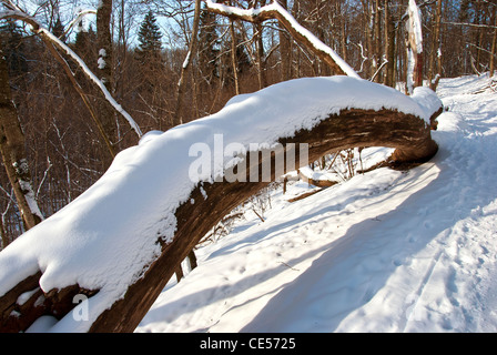Broken tree trunk covered with snow in winter and path. Stock Photo