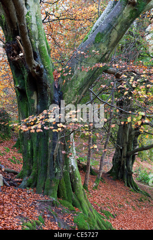Autumnal woodland scene near Grasmere, Lake District, Cumbria, England. Autumn (November) 2011. Stock Photo