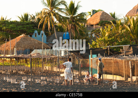 Turtle release program in Monterrico, Guatemala. Stock Photo