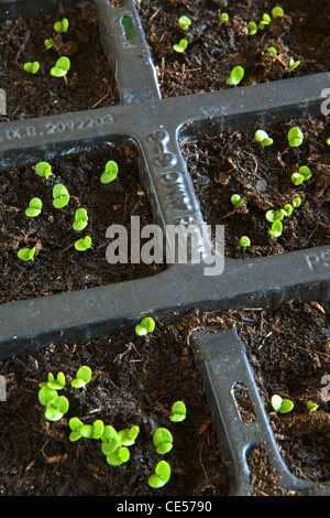 Basil seedlings growing in modules just after germination Stock Photo