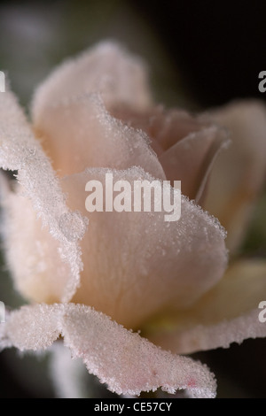 Rare beauty. Iceberg rose flowering in January, its beauty trapped in ice crystals with a perfect crystal droplet on the petal. Stock Photo