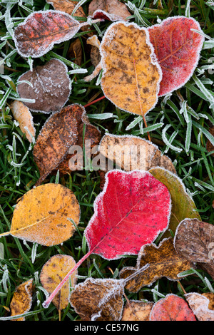 Frosted autumn leaves, Salisbury, Wiltshire, England. Autumn (November) 2011. Stock Photo