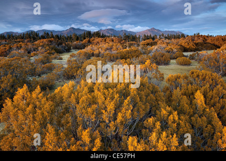 Mountains near Te Anau as seen from the Wilderness Area Scientific Reserve Stock Photo