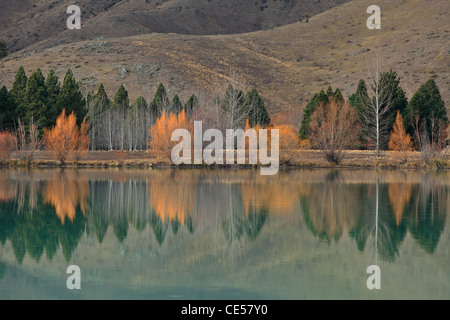 Colorful willows reflected in the bright green water of Wairepo Culvert near Twizel in New Zealand Stock Photo