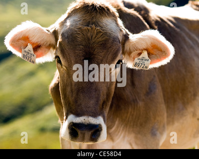 Close-up cow's face, Austria Stock Photo
