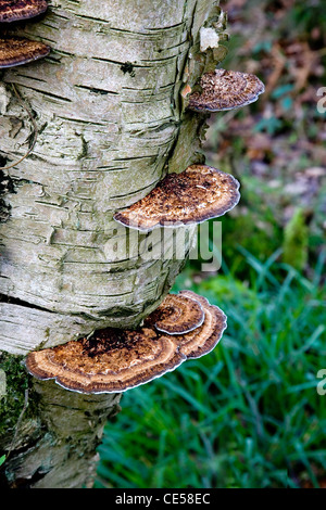 Blushing Bracket Fungus Daedaleopsis confragosa  growing on Birch in woodlands near Froggatt in Derbyshire UK Stock Photo