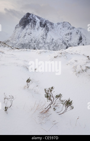 Heather poking through snow on Stob Beinn a Chrulaiste, Glencoe, with Stob Dearg, Buachaille Etive Mor in background Stock Photo