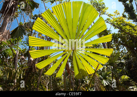 Fan palm tree with big round leaf lit by vibrant sun in Australian tropical rain forest, Licuala ramsayi Stock Photo