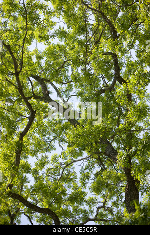 Live Oak Tree in Springtime in Austin, Texas Stock Photo