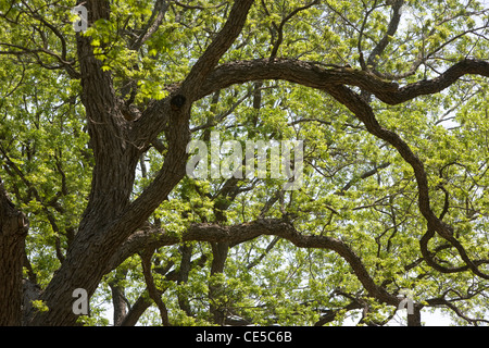 Live Oak Tree in Springtime in Austin, Texas Stock Photo