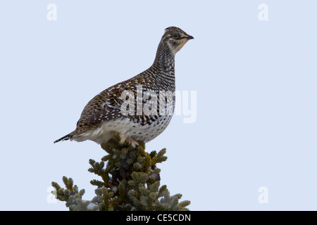 Sharp-tailed Grouse (Tympanuchus phasianellus) perched on top of a conifer along Dalton Highway, North Slope, Alaska in October Stock Photo