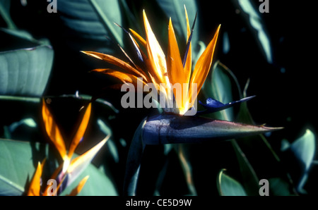 Bird of Paradise flower: Strelitzia reginae Stock Photo