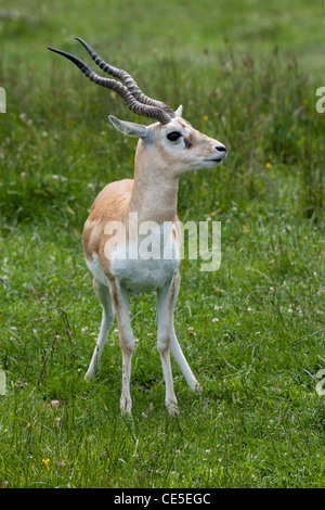 Blackbuck Antelope (Antilope cervicapra) Stock Photo