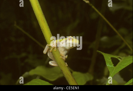 Gray Tree Frog Hyla versicolor. Canada Stock Photo