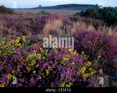 Dorset heathland at Hartland Moor NNR, with Bell Heather, Western Gorse, Bristle Bent etc. Dorset. Stock Photo