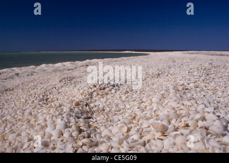 Shell Beach Conservation Park in the Shark Bay region of Western Australia. Stock Photo