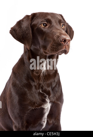 A Chocolate Labrador Pointer cross at 7 months old Stock Photo