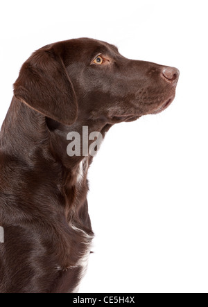 A Chocolate Labrador Pointer cross at 7 months old Stock Photo