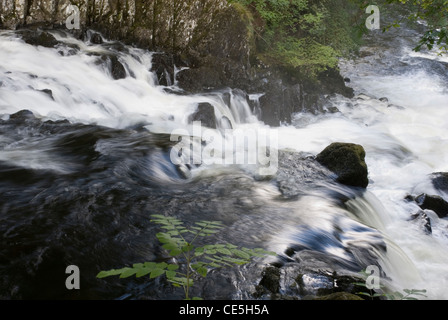 View Down Swallow Falls in Full Spate, Afon Llugwy River, Snowdonia National Park, Betws y Coed, Gwynedd, North Wales, UK Stock Photo