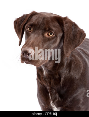 A Chocolate Labrador Pointer cross at 7 months old Stock Photo