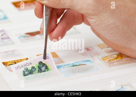 Man holding postage stamps from collection with tweezers Stock Photo
