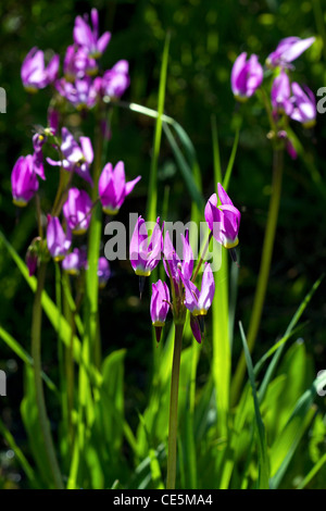 Dodecatheon pulchellum, commonly known as pretty shooting star flower in bloom near Stanley, Idaho, USA. Stock Photo