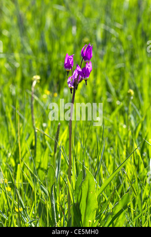 Dodecatheon pulchellum, commonly known as pretty shooting star flower in bloom near Stanley, Idaho, USA. Stock Photo