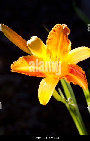 Day lily in bloom. Stock Photo