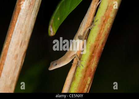 Anole Lizard Hacienda Baru Costa Rica Stock Photo