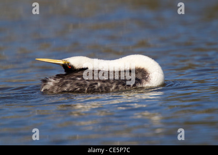 Western Grebe Aechmophorus occidentalis Klamath Falls, Oregon, United States 12 Mayl Adult in breeding plumage. Podicipedidae Stock Photo