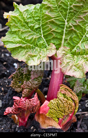 New rhubarb leaf emerging from a bud Stock Photo