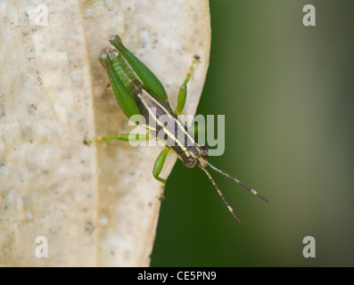 Grasshopper, Costa Rica Stock Photo