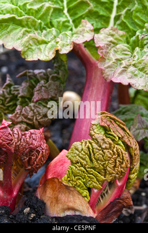 New rhubarb leaf emerging from a bud Stock Photo