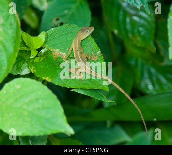 Anole Lizard Costa Rica Stock Photo