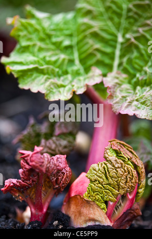 New rhubarb leaf emerging from a bud Stock Photo