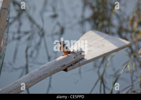 Malachite Kingfisher (Alcedo cristata). Perching on a fishing boat oar. Lake Ziway, Ethiopia. Found widely in much of Africa. Stock Photo