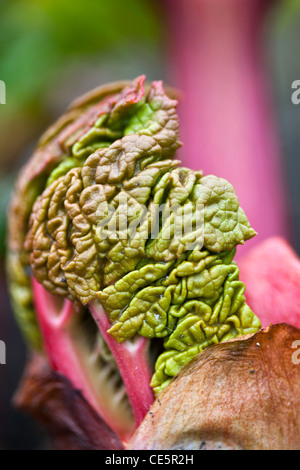 New rhubarb leaf emerging from a bud Stock Photo