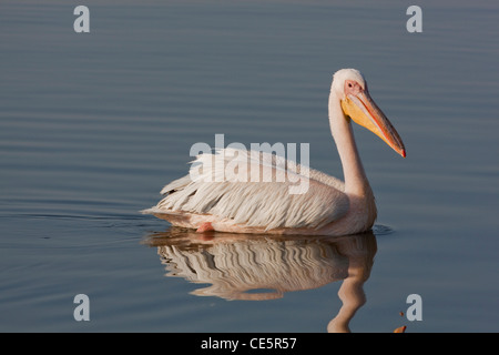 White Pelican (Pelecanus onocrotalus). Swimming. Lake Awasa. Ethiopia. Stock Photo